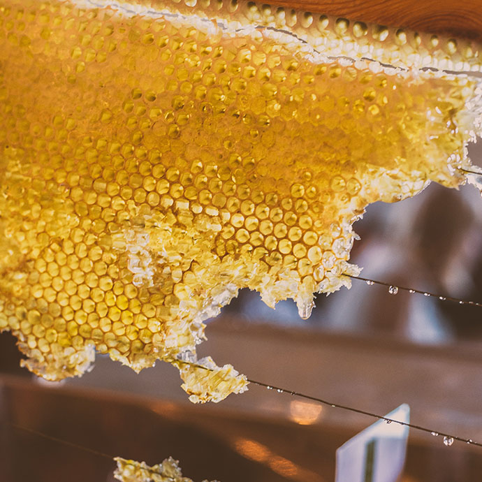 Bienenwabe, IT.TEM. Mit anstattt dagegen leben.