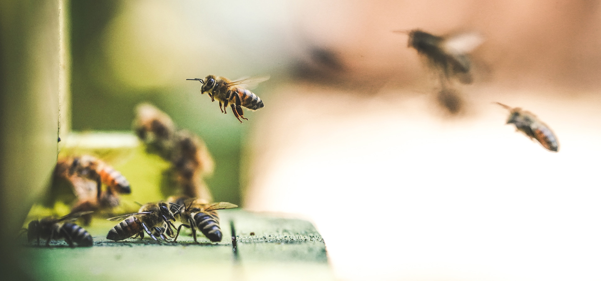 Bienenstock, IT.TEM. Hebt ab