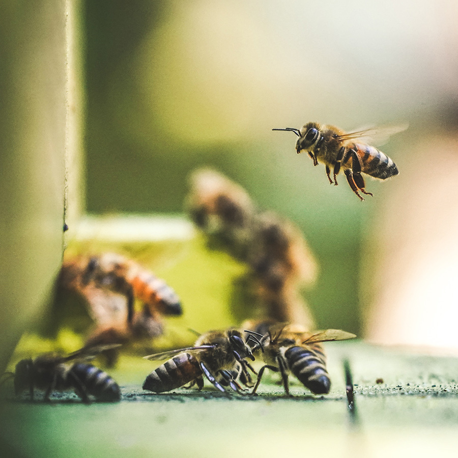 Bienenstock, IT.TEM. Hebt ab